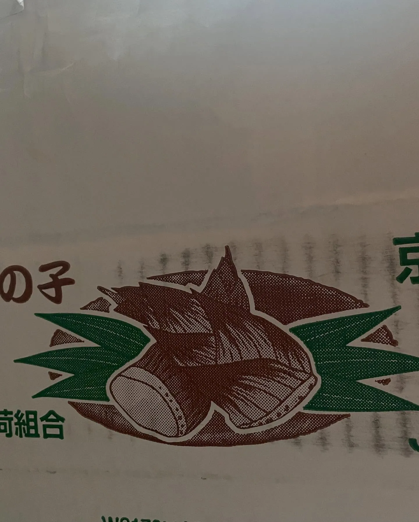 先日、京都産の筍を入荷しました✨